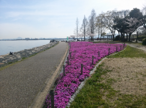 なぎさ公園シバザクラ