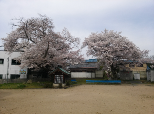 国分ふれあい公園